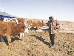  安华农业保险股份有限公司为通榆养殖户肉牛上了保险