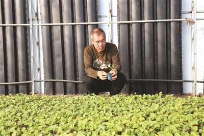 通榆县延会家庭农场打造绿色无公害食品